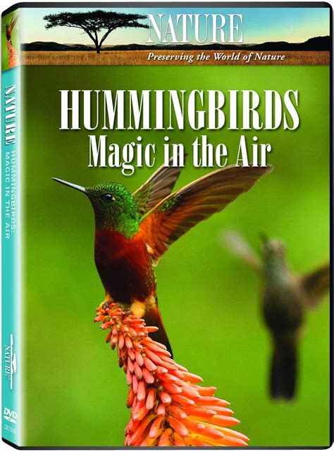 Hummingbirds and Flowers: Pbs Reveals the Symbiotic Relationship